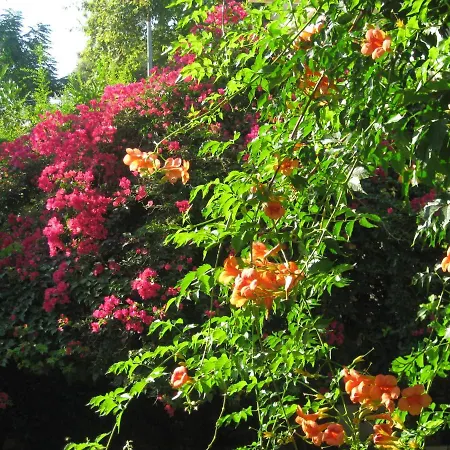 בית הארחה Begonville סייד